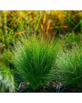 Декоративний злак Festuca glauca ‘Walberla’